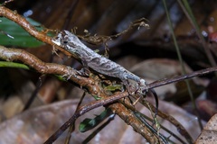 Anolis bombiceps