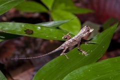 Anolis bombiceps