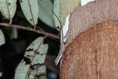 Anolis fuscoauratus