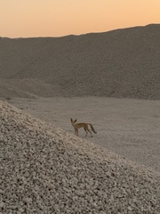 Vulpes vulpes arabica