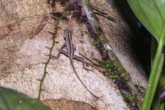 Anolis fuscoauratus