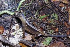 Anolis ortonii
