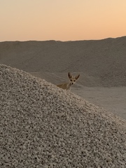 Vulpes vulpes arabica