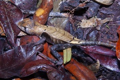 Stenocercus fimbriatus