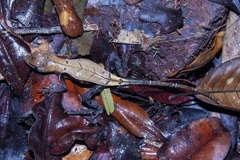 Stenocercus fimbriatus