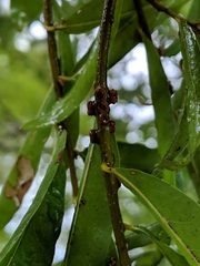 Kokkocynips difficilis