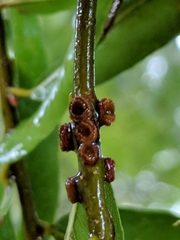 Kokkocynips difficilis