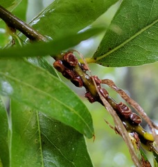 Kokkocynips difficilis