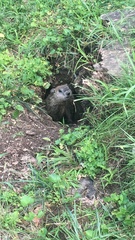 Marmota monax
