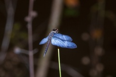 Zenithoptera lanei