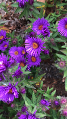 Symphyotrichum novae-angliae