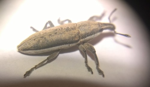 Representative image of Lixus ascanii