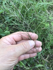 Leptochloa mucronata