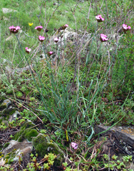 Dianthus ruprechtii