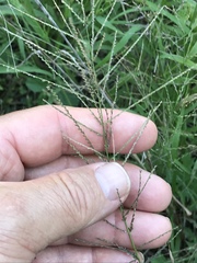 Leptochloa mucronata