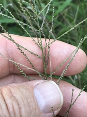 Leptochloa mucronata