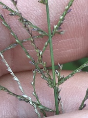 Leptochloa mucronata