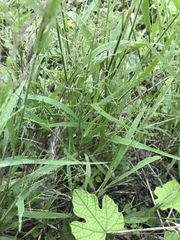 Leptochloa mucronata