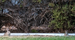 Sylvilagus