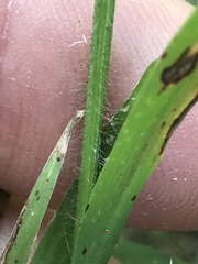 Leptochloa mucronata
