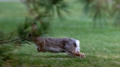 Sylvilagus