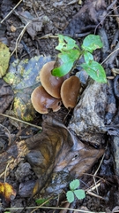 Agrocybe firma
