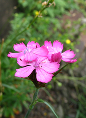 Dianthus ruprechtii