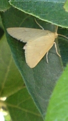 Achyra nudalis