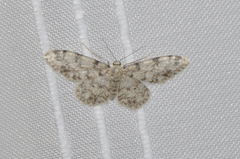 Idaea contiguaria