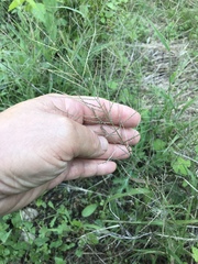 Leptochloa mucronata