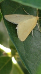 Achyra nudalis