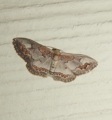 Dithalama cosmospila