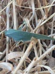 Microcentrum californicum