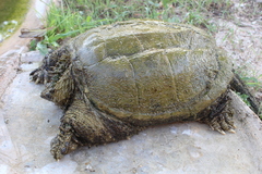 Chelydra rossignonii