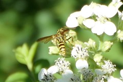 Poecilopompilus mixtus
