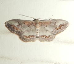 Dithalama cosmospila