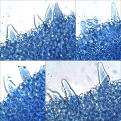 Chamaemyces fracidus