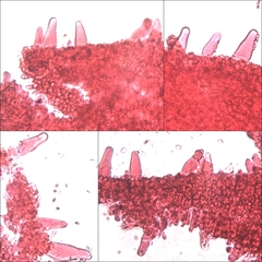 Chamaemyces fracidus