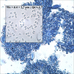 Chamaemyces fracidus
