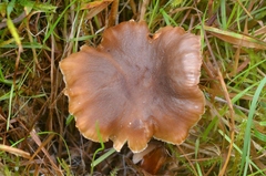 Camarophyllopsis schulzeri