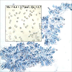 Chamaemyces fracidus