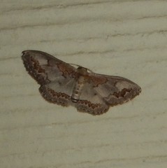Dithalama cosmospila