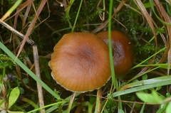 Camarophyllopsis schulzeri