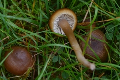 Camarophyllopsis schulzeri