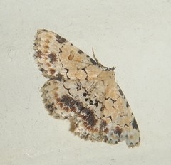 Sandava scitisignata