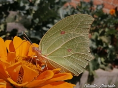Anteos clorinde