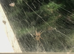 Barronopsis jeffersi