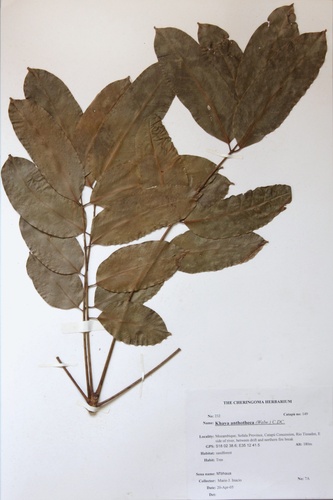 Khaya anthotheca