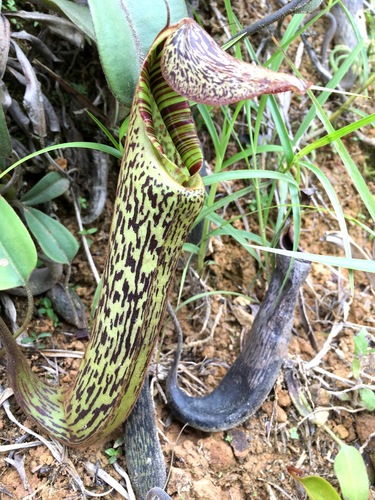 Nepenthes vogelii