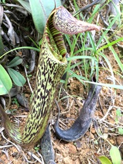 Nepenthes vogelii